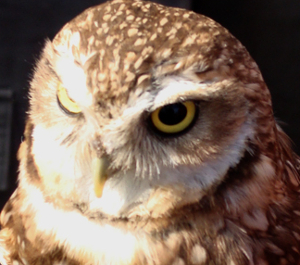 A burrowing owl looking at something