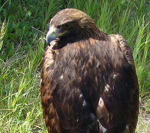 A golden eagle looking backwards on a grassy background.