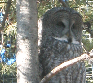 A great grey owl is sitting on a tree.