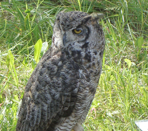 Picture of great horned owl with grassy background